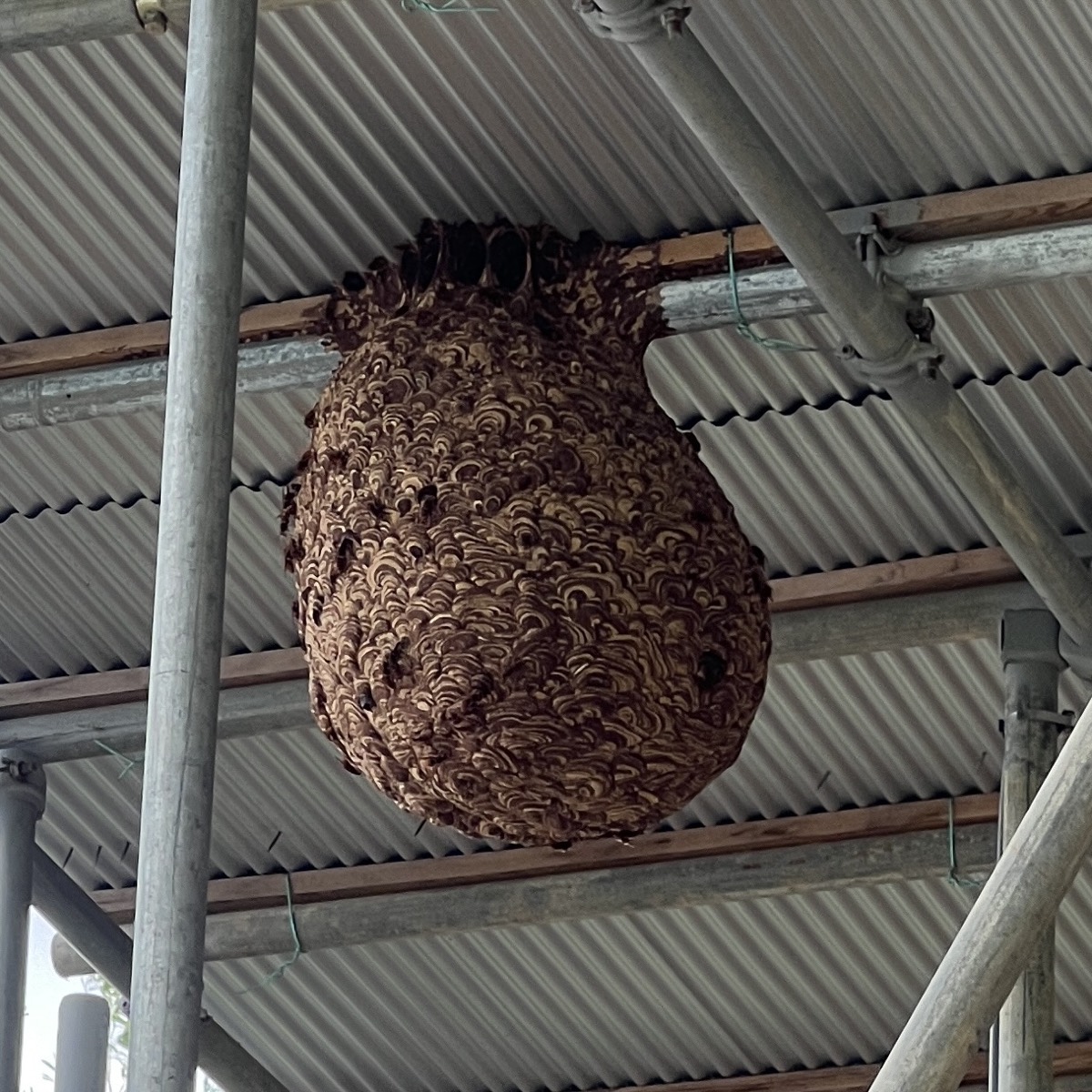 駆除前：高所6mの巨大スズメバチの巣